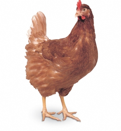 1518528349-hyline-brown