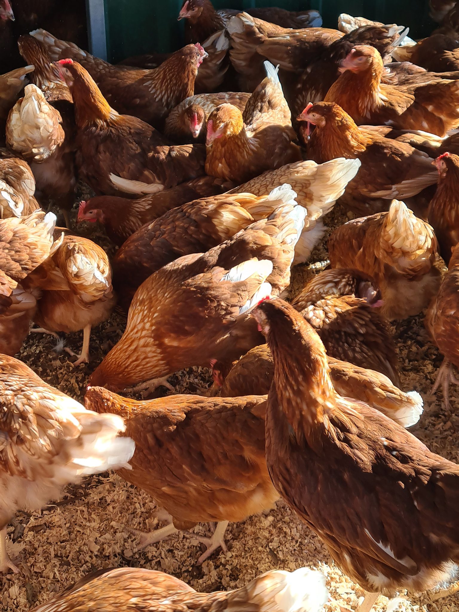 20201009_080418-1536x2048